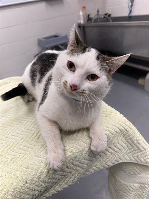 MIRRI - Domestic Short Hair available for adoption