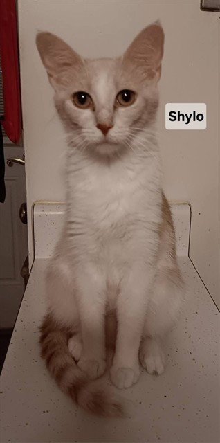 SHYLO - Domestic Short Hair for adoption in Peoria