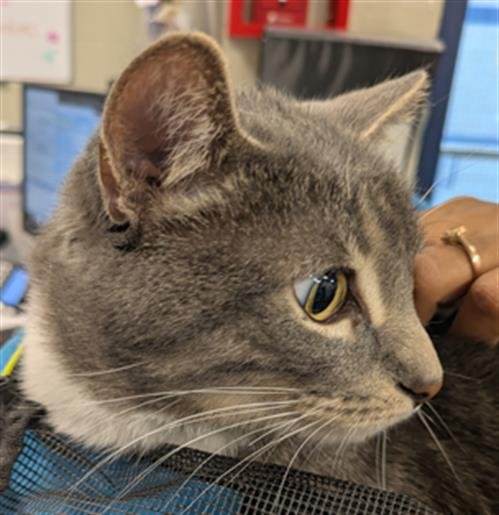 SHOE - Domestic Short Hair available for adoption