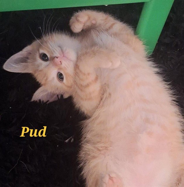 PUD Image
