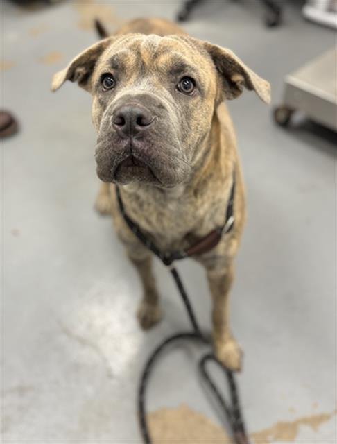 RAVIOLI - Pit Bull Terrier / Chinese Shar-Pei available for adoption