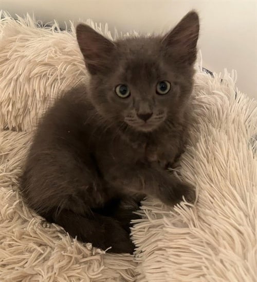 UNCLE - Domestic Short Hair for adoption in Peoria