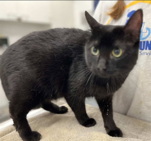 TWO - Domestic Short Hair for adoption in Peoria