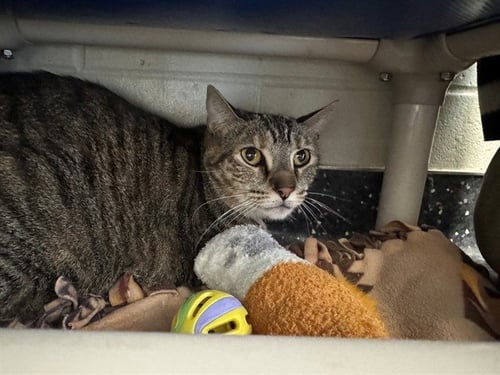 ELSBETH - Domestic Short Hair for adoption in Peoria