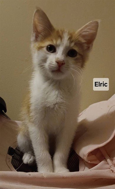 ELRIC Image