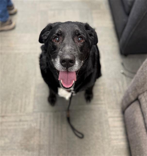 ZEUS - Labrador Retriever available for adoption