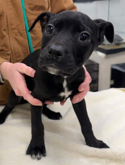 GRUMPY - Labrador Retriever available for adoption