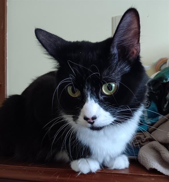 KELY - Domestic Medium Hair available for adoption