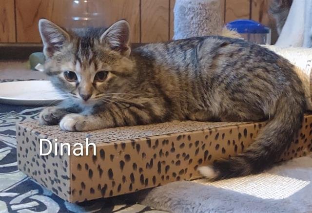 DINAH - Domestic Short Hair available for adoption