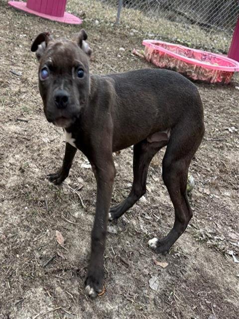 CROCODILE - Pit Bull Terrier available for adoption