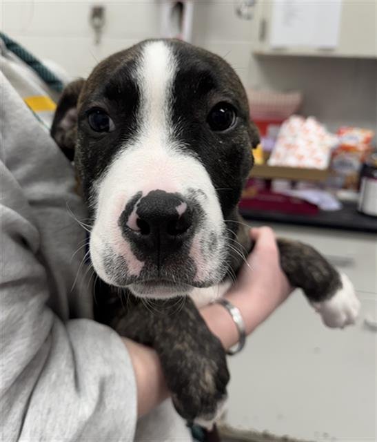 MAYAPPLE - Pit Bull Terrier available for adoption