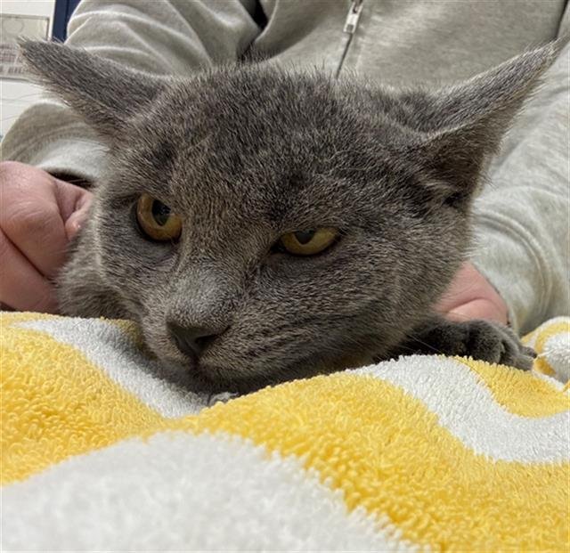 KAREN - Domestic Short Hair available for adoption