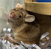 PIP - Photo 1