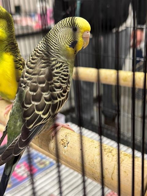 ARGYLE - Parakeet - Other available for adoption