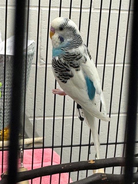 BOZO - Parakeet - Other available for adoption
