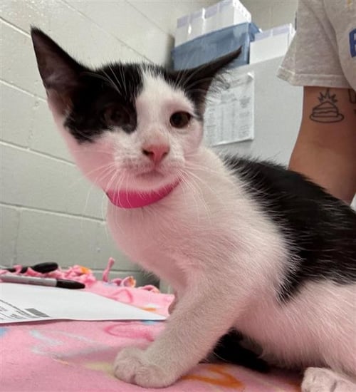 TRIANGLE - Domestic Short Hair available for adoption