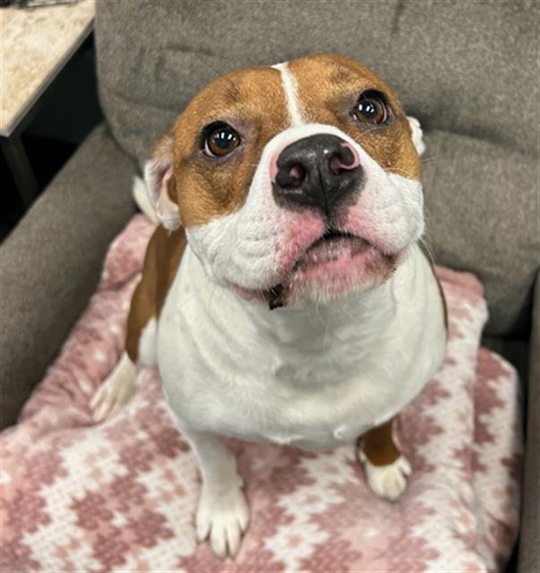 BAILEY BEAN - Pit Bull Terrier available for adoption