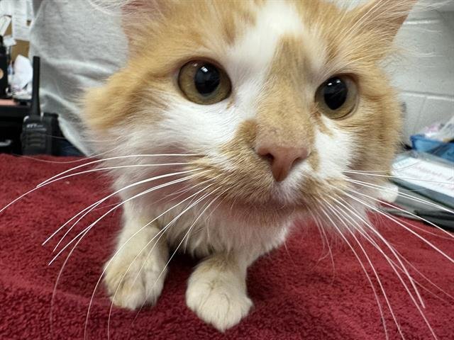 LEO - Domestic Long Hair available for adoption