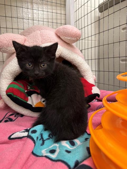 DEEP CARROT - Domestic Short Hair for adoption in Peoria
