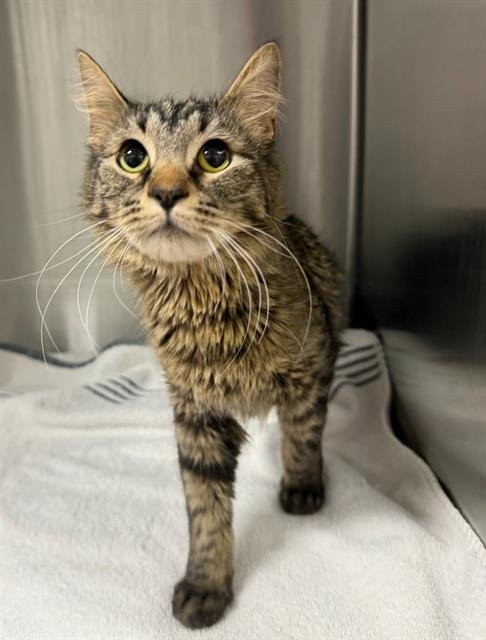 AMINTA - Domestic Long Hair available for adoption