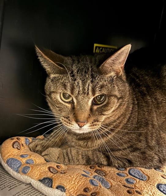 CHARLIE - Domestic Short Hair available for adoption