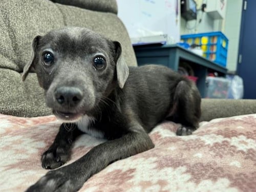 TAKING BACK SUNDAY - Terrier available for adoption
