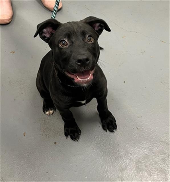 JELLY BELLY - Labrador Retriever available for adoption