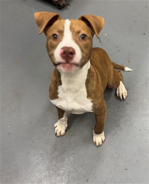 AUSTYN - Pit Bull Terrier available for adoption