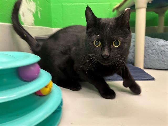 FIDGET - Domestic Short Hair available for adoption