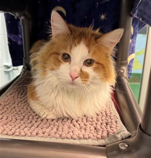 BOSWELL - Domestic Long Hair available for adoption