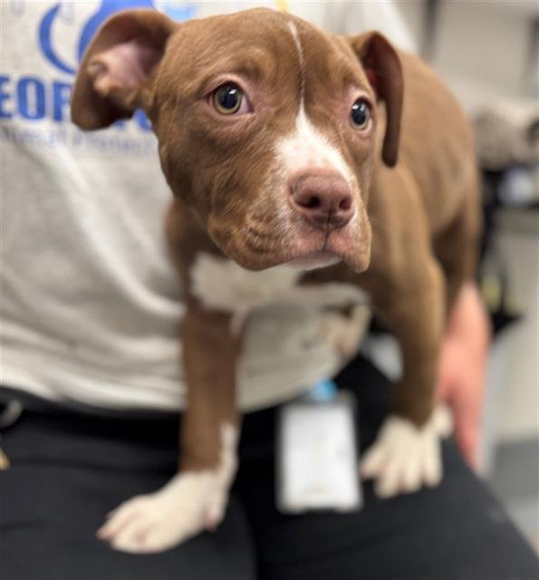 TIGER LILLY - American Bulldog / Pit Bull Terrier available for adoption