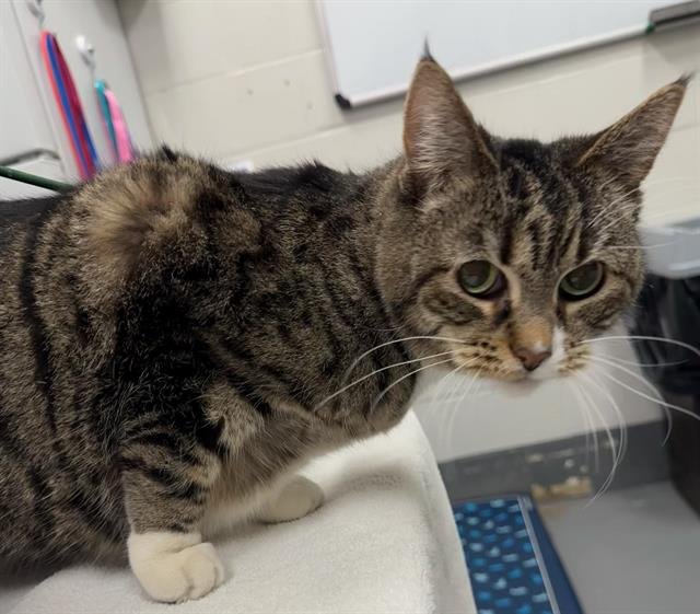 BELOVED - Domestic Short Hair available for adoption