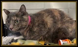 BUNDLE FLOWER - Domestic Short Hair available for adoption