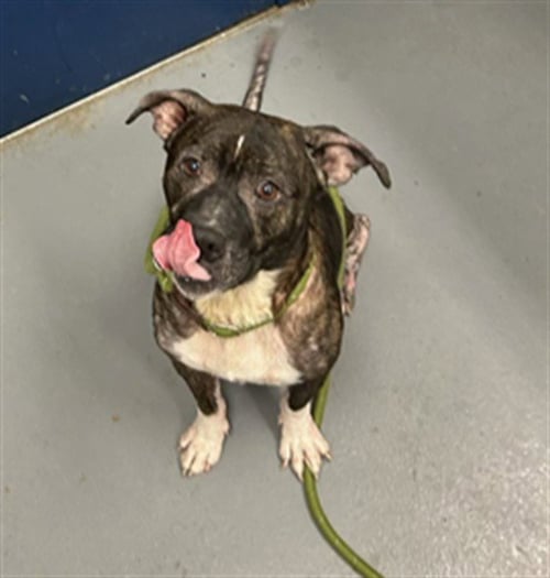 WENDY LOU - Pit Bull Terrier for adoption in Peoria