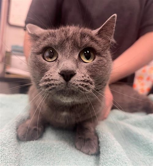 LANDSCAPE - Domestic Short Hair available for adoption