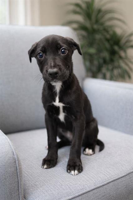 DOC - Labrador Retriever available for adoption