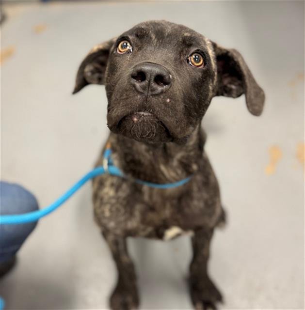 CURTIS - Cane Corso Mastiff available for adoption