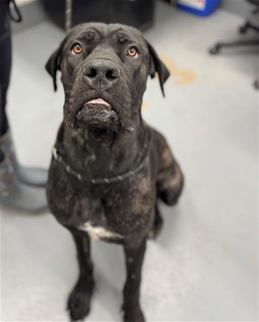 TINY BUTT - Cane Corso Mastiff available for adoption