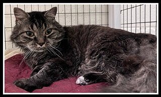 LIONEL - Domestic Long Hair available for adoption