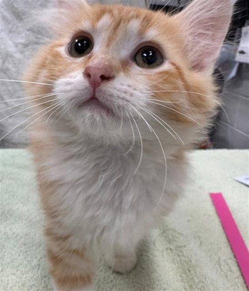 BUTTERCUP - Domestic Short Hair available for adoption