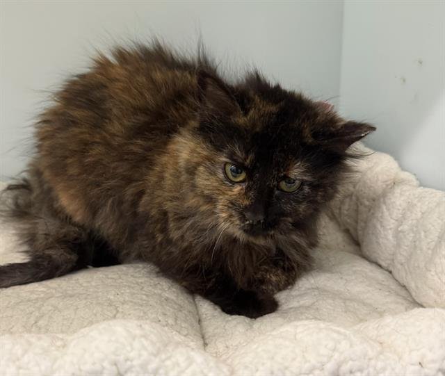 BEANS - Domestic Long Hair available for adoption