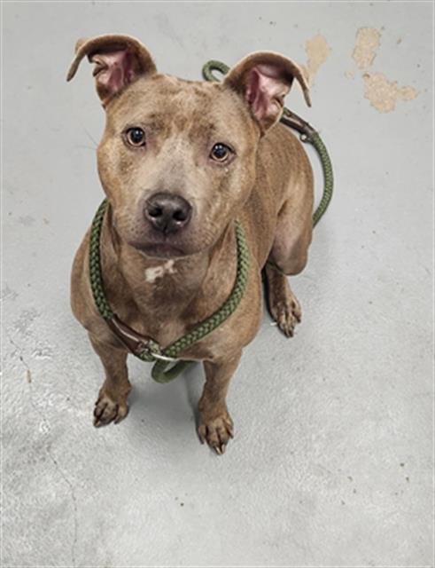 MEGAN COURI - Pit Bull Terrier for adoption in Peoria