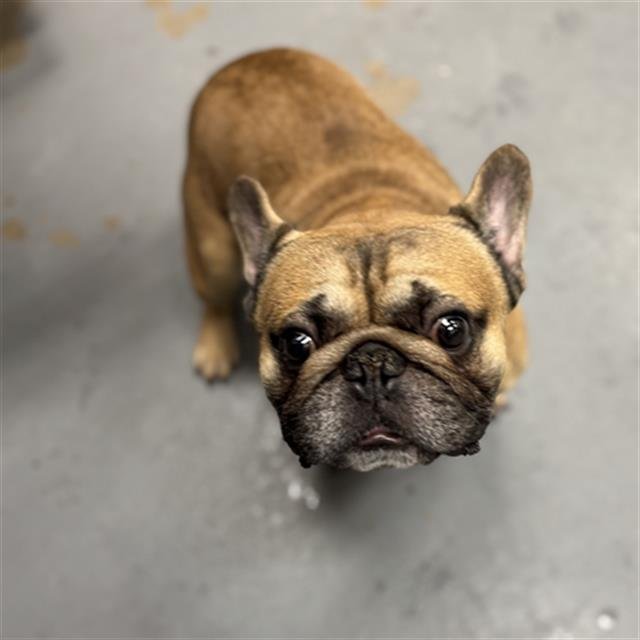 SCOTT HAMILTON - French Bulldog available for adoption