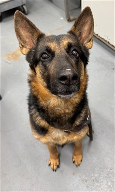 GEMMA - German Shepherd Dog available for adoption