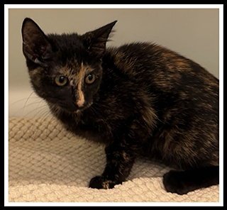 HALIE - Domestic Short Hair available for adoption