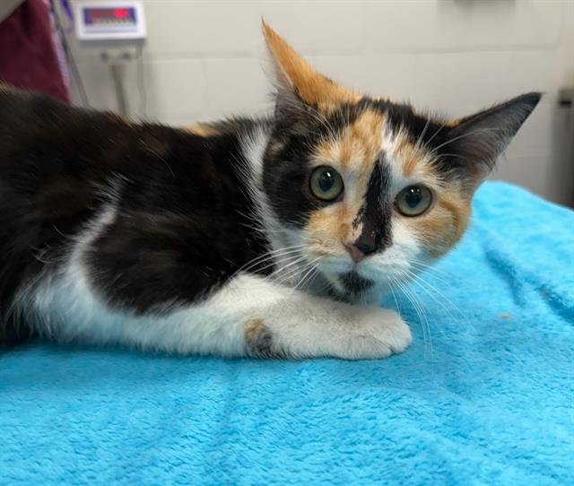 CRYSTAL LIGHT - Domestic Short Hair available for adoption