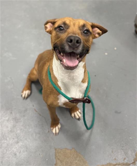 ANGELA - Pit Bull Terrier available for adoption