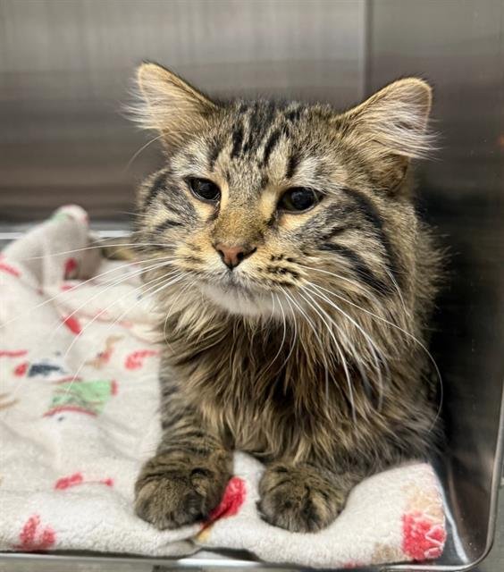 LEOPOLD - Domestic Long Hair available for adoption