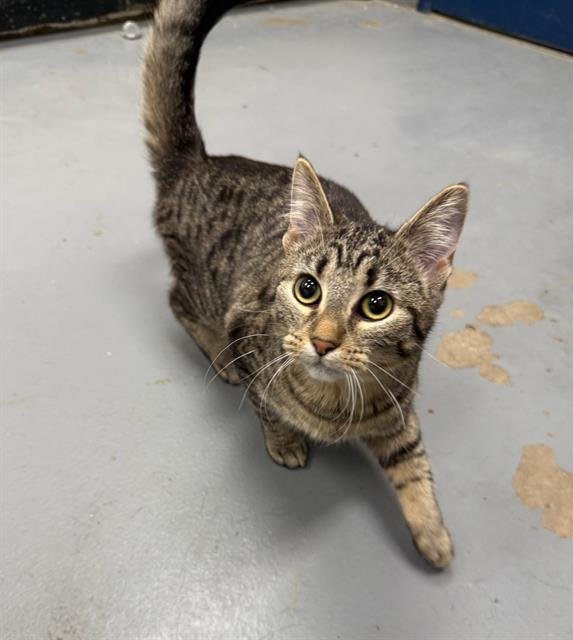 KATARA - Domestic Short Hair available for adoption