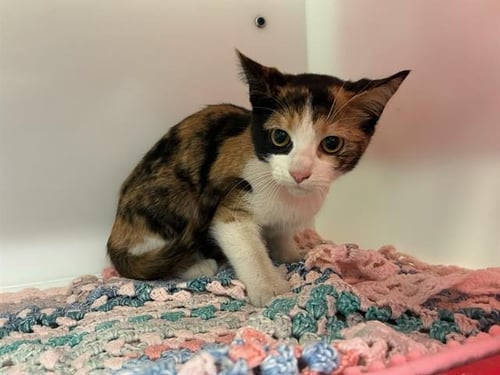 HOOPZ - Domestic Short Hair available for adoption